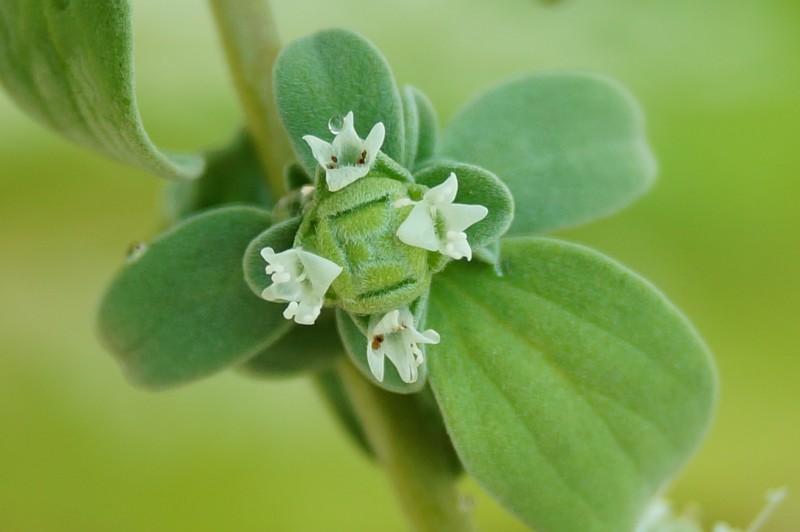 Sweet Marjoram photo 6
