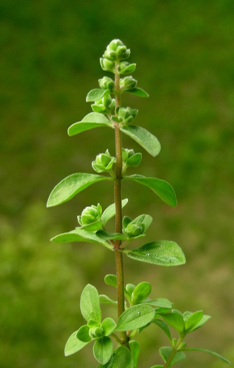 Sweet Marjoram photo 7