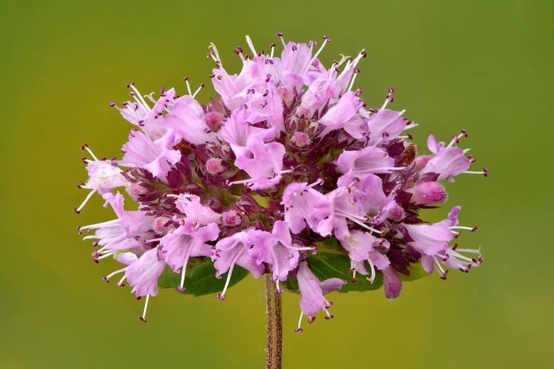 Oregano photo 2