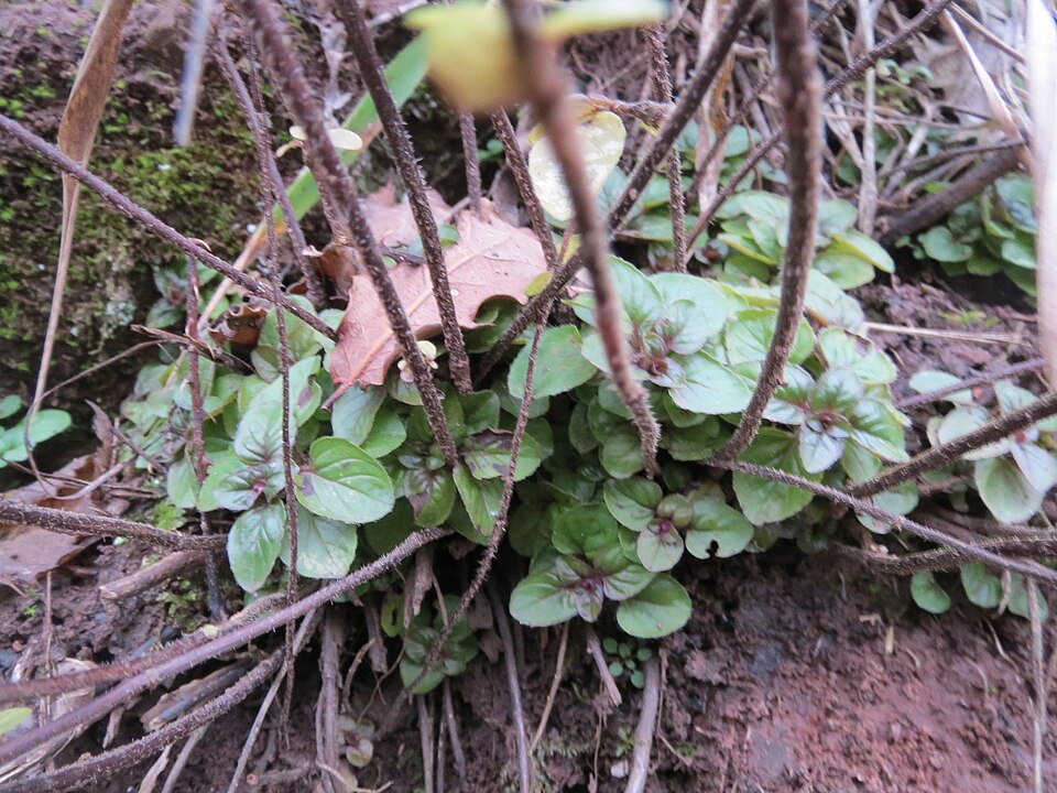 Oregano photo 3