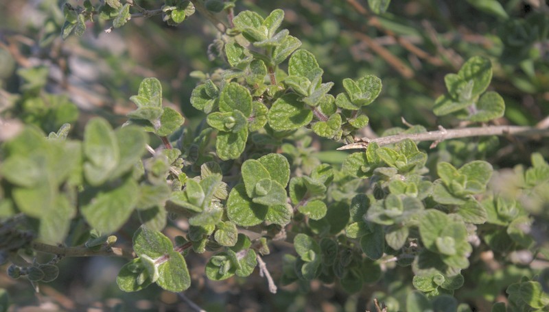 Oregano photo 4