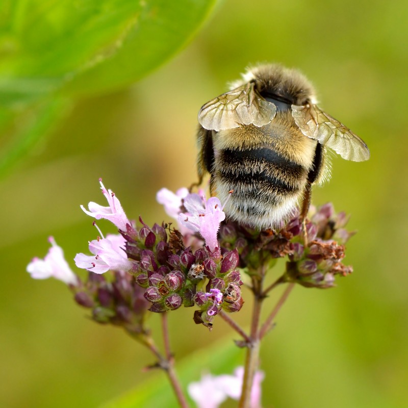 Oregano photo 5