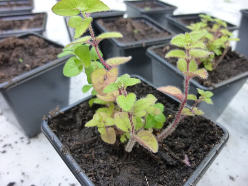 Oregano photo 6