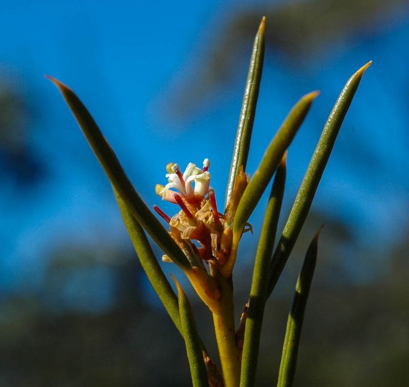 Orites acicularis