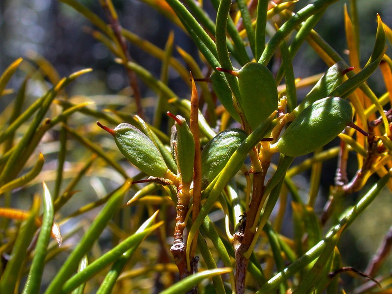 Orites acicularis photo 2