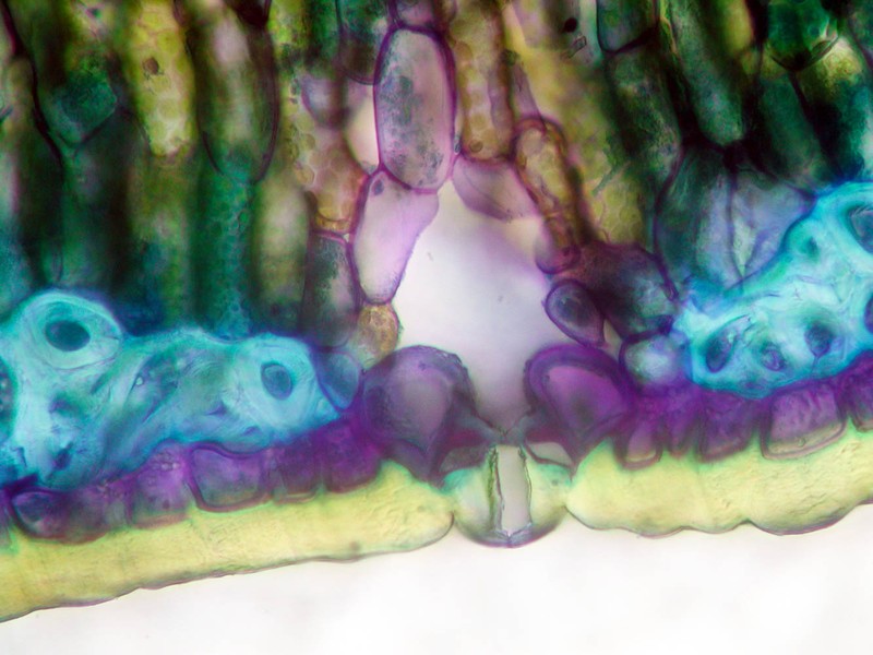 Orites acicularis photo 4