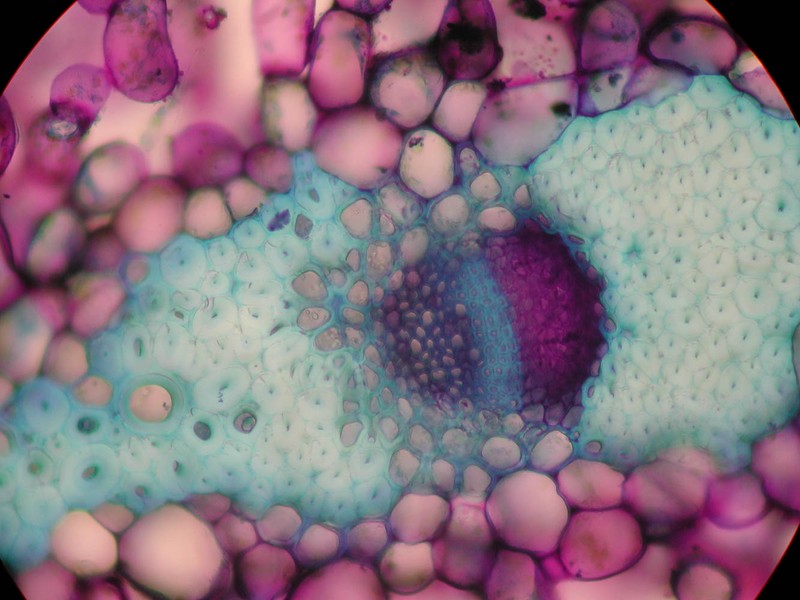 Orites acicularis photo 5
