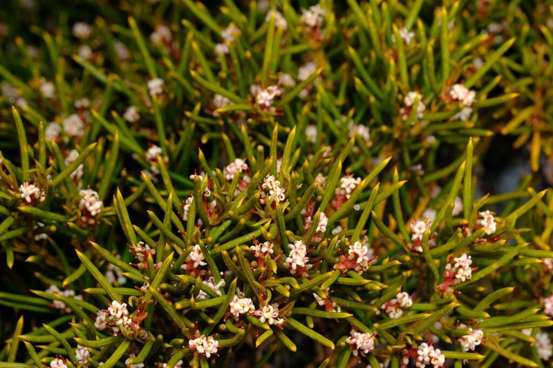Orites acicularis photo 6