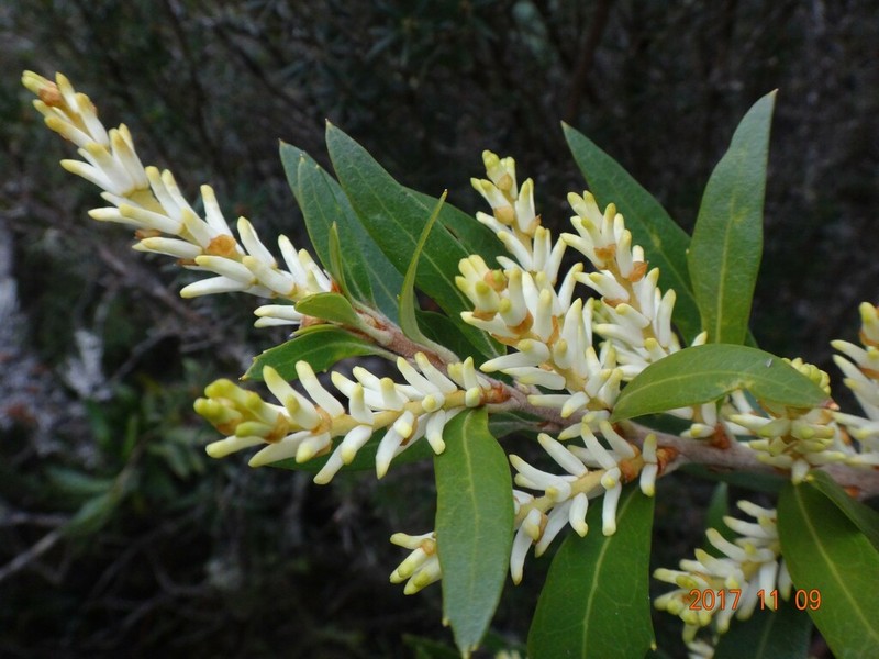 Orites diversifolius