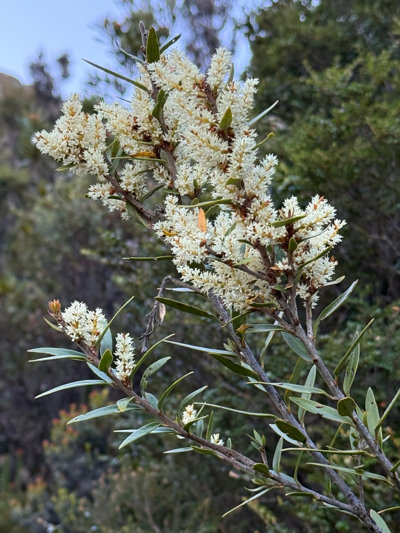 Orites diversifolius photo 2
