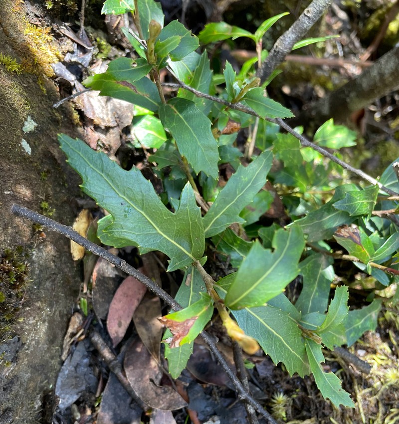 Orites diversifolius photo 3