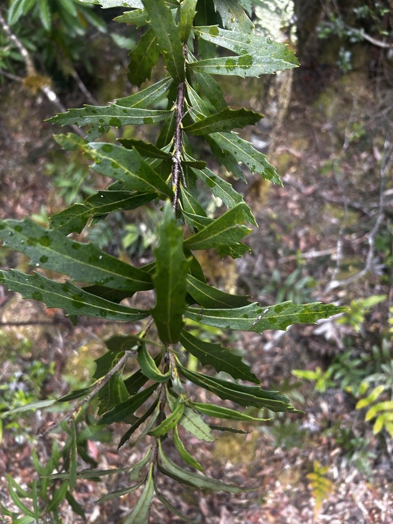 Orites diversifolius photo 4