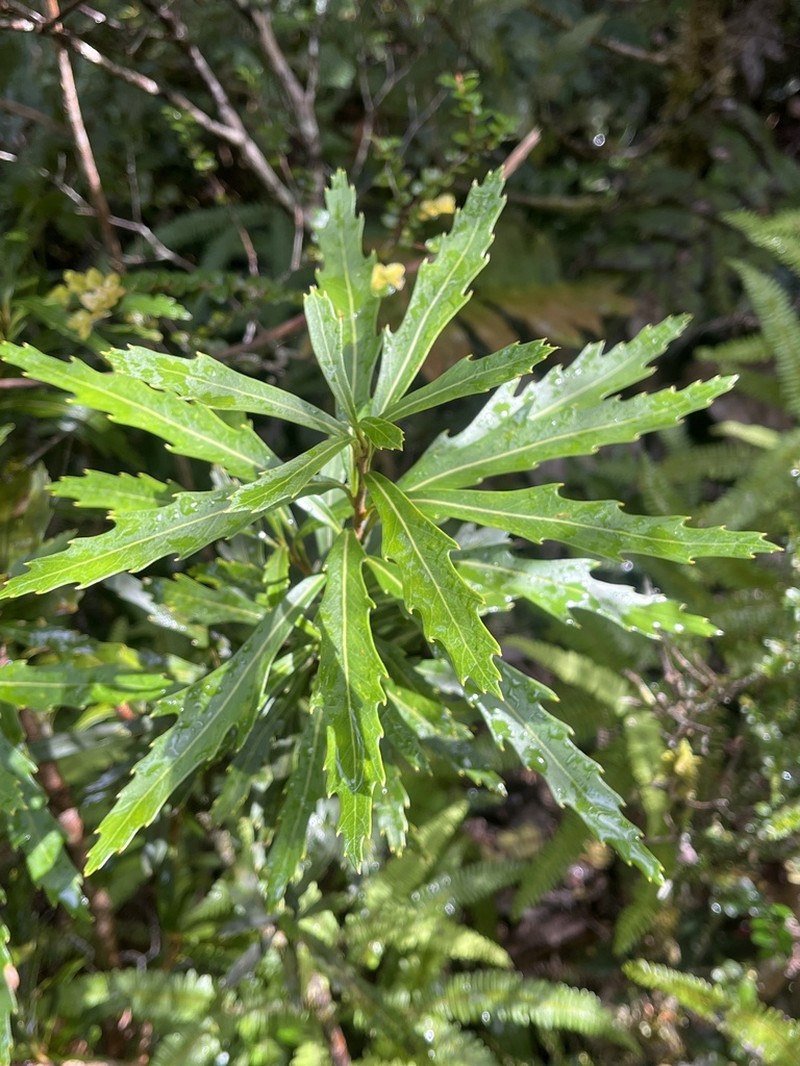 Orites diversifolius photo 5
