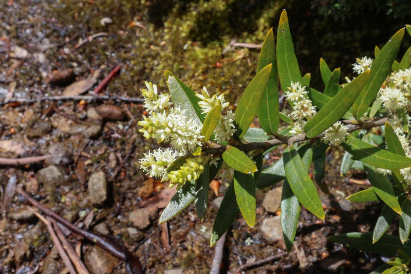 Orites diversifolius photo 6
