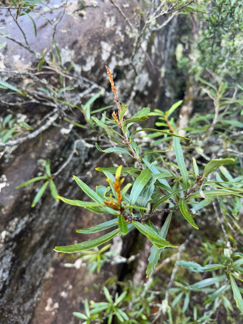 Orites diversifolius photo 7