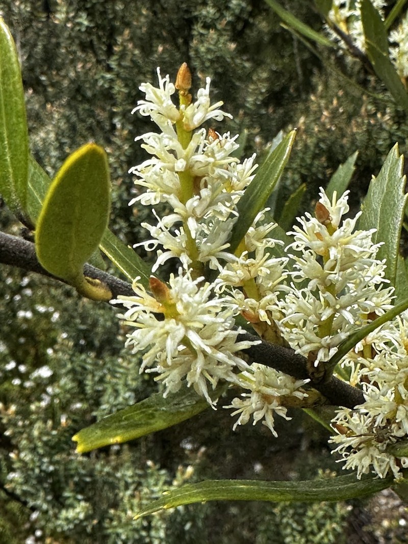 Orites diversifolius photo 8