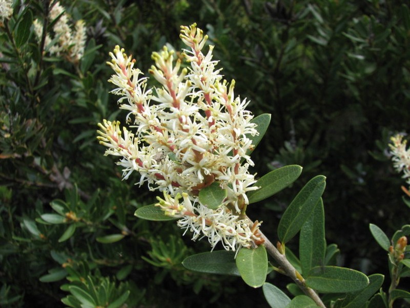 Orites lancifolius