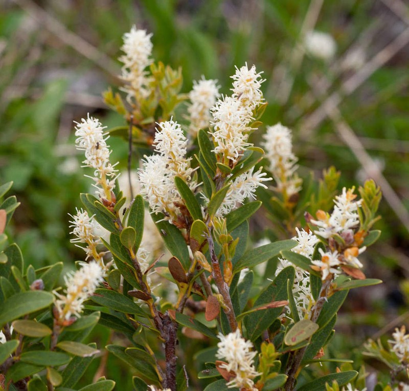 Orites lancifolius photo 2