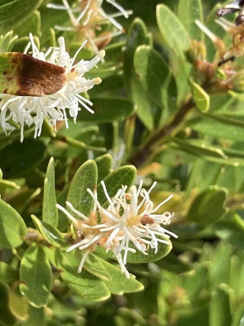 Orites lancifolius photo 3