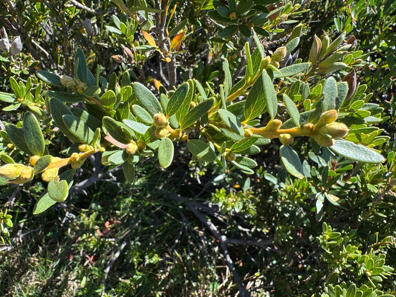 Orites lancifolius photo 4