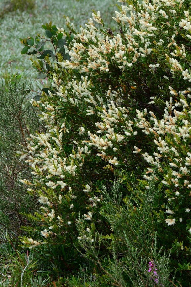 Orites lancifolius photo 5