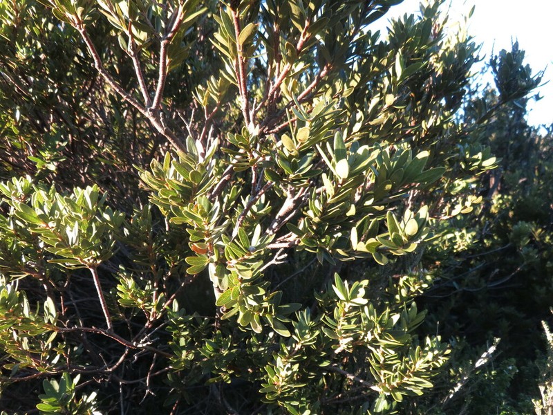Orites lancifolius photo 6