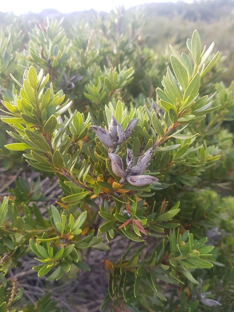 Orites lancifolius photo 7