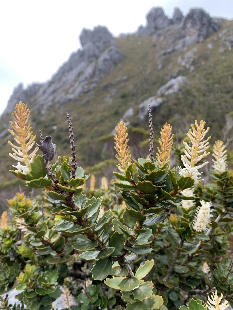 Orites milliganii