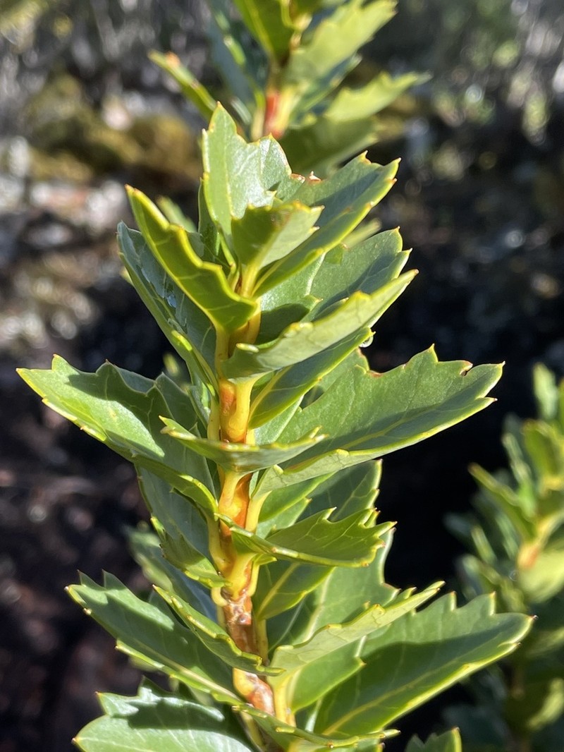 Orites milliganii photo 2