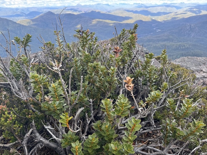 Orites milliganii photo 3
