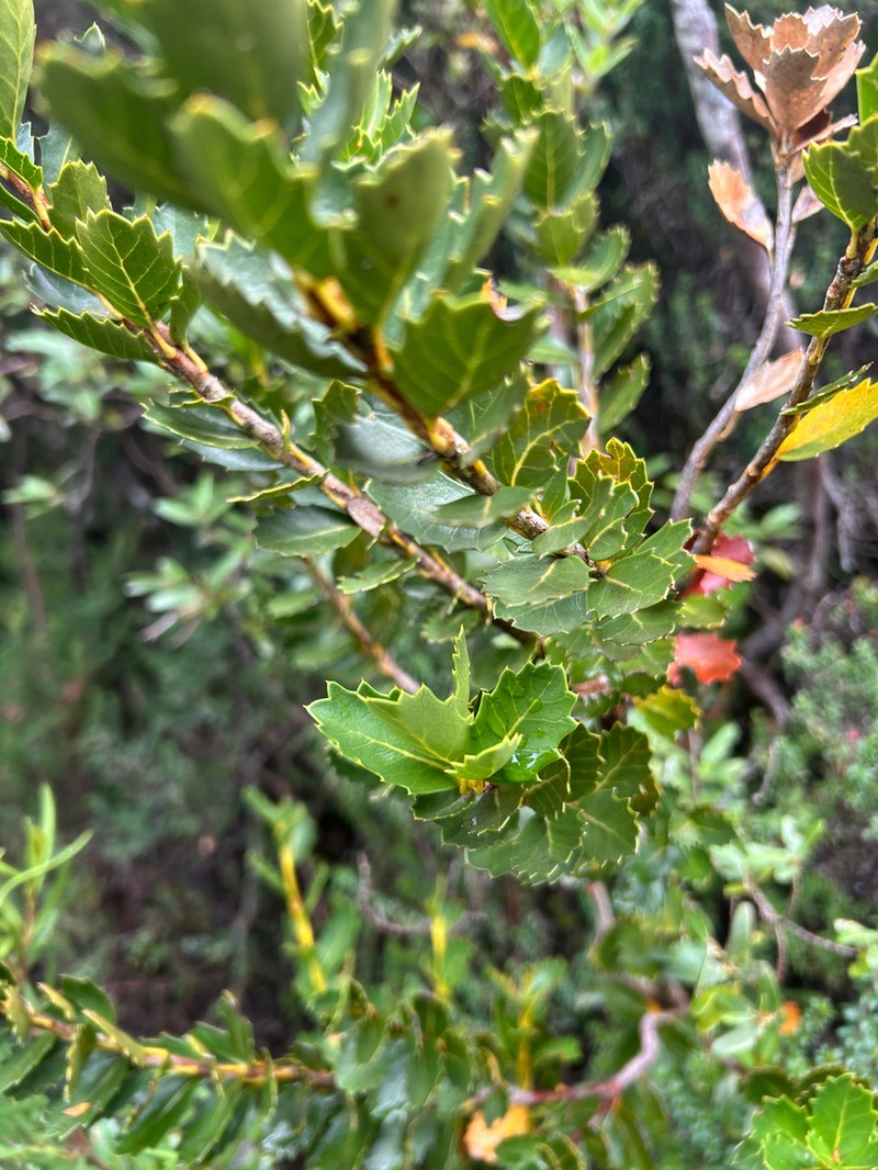 Orites milliganii photo 4