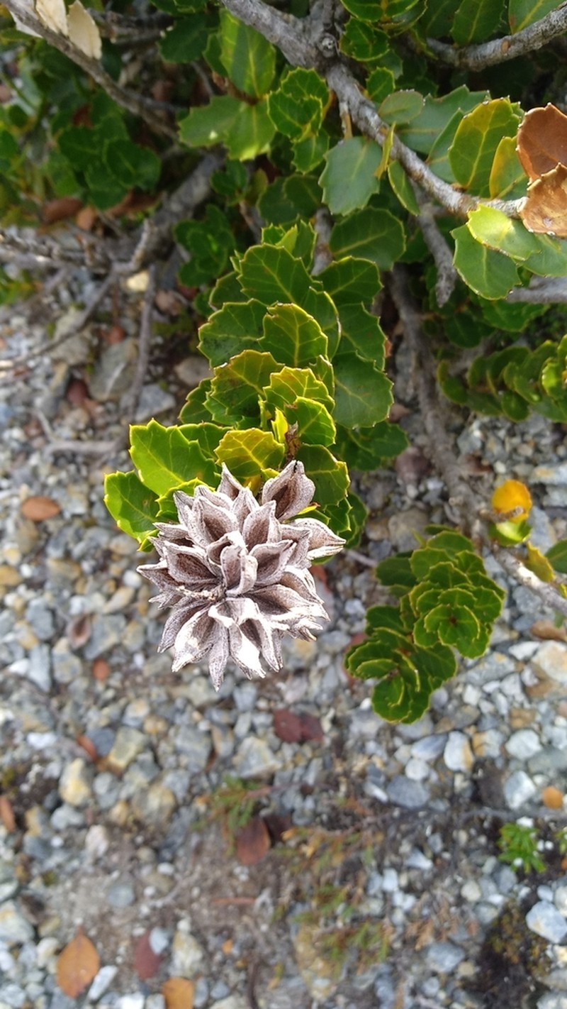 Orites milliganii photo 5