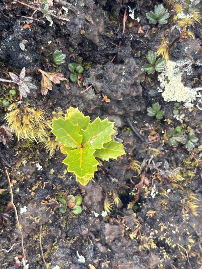 Orites milliganii photo 6