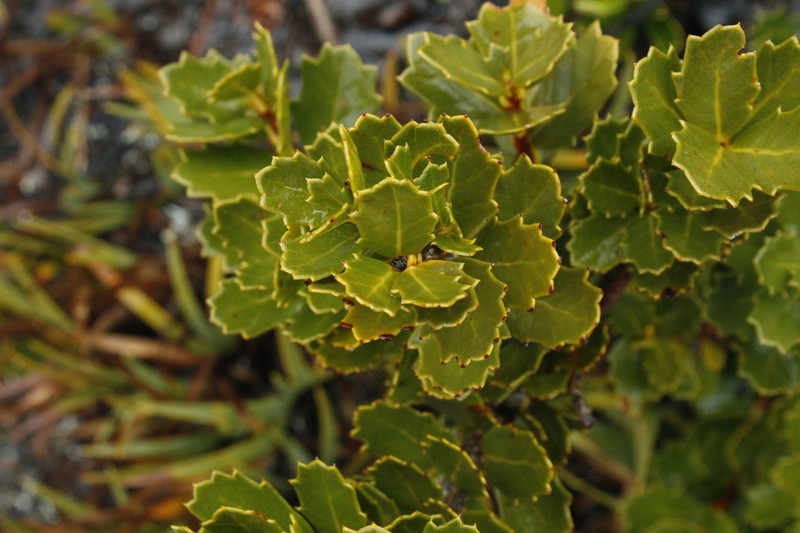 Orites milliganii photo 7