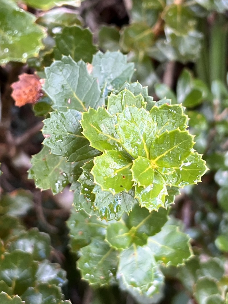 Orites milliganii photo 8