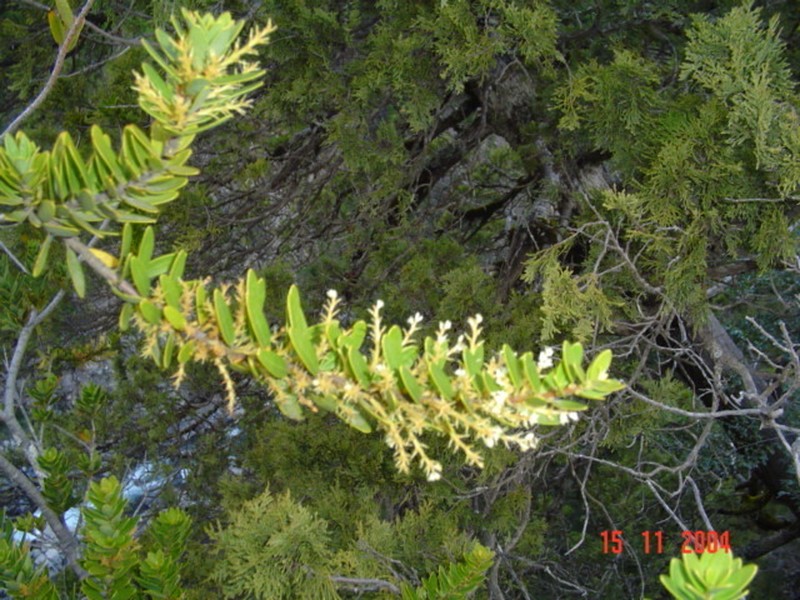 Orites myrtoideus