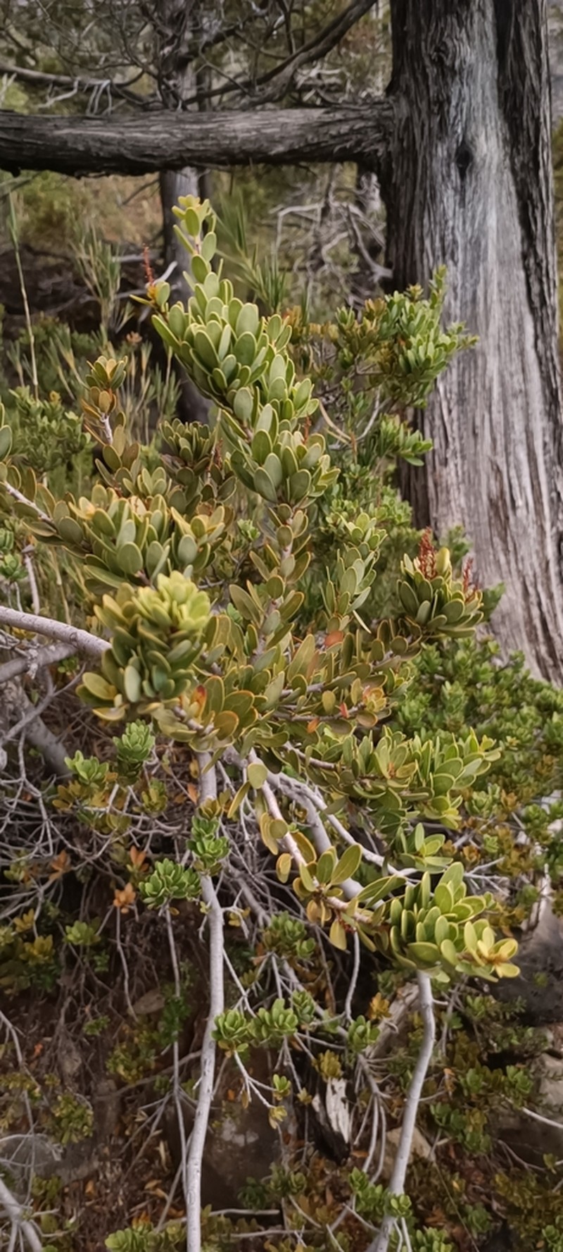 Orites myrtoideus photo 4