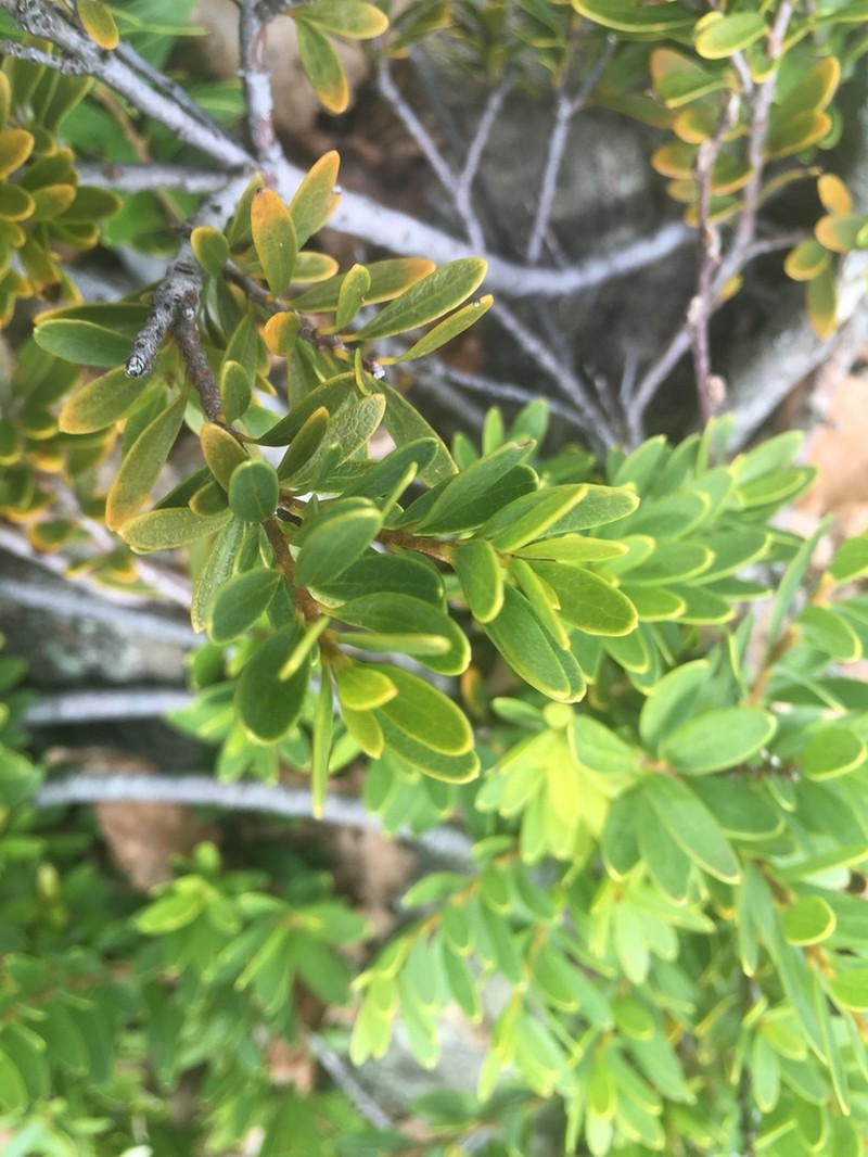 Orites myrtoideus photo 5