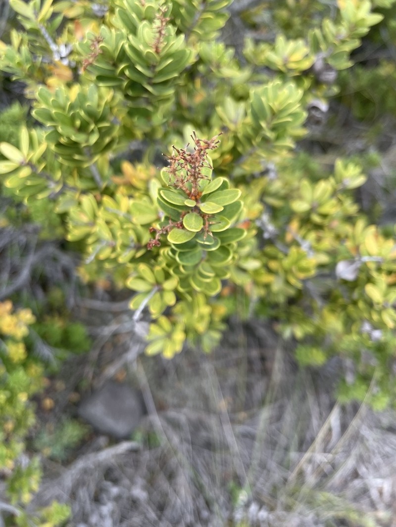 Orites myrtoideus photo 7