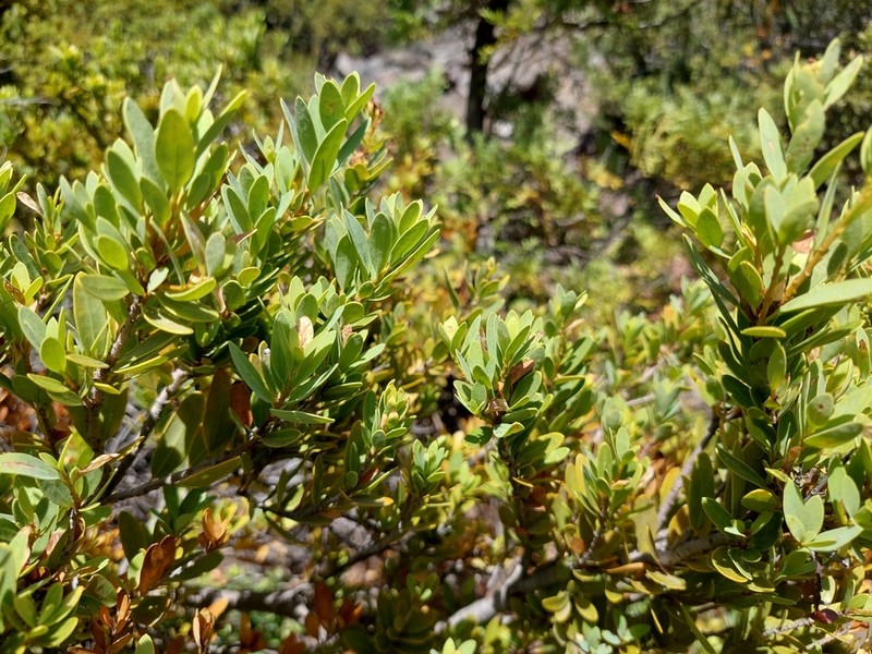 Orites myrtoideus photo 8