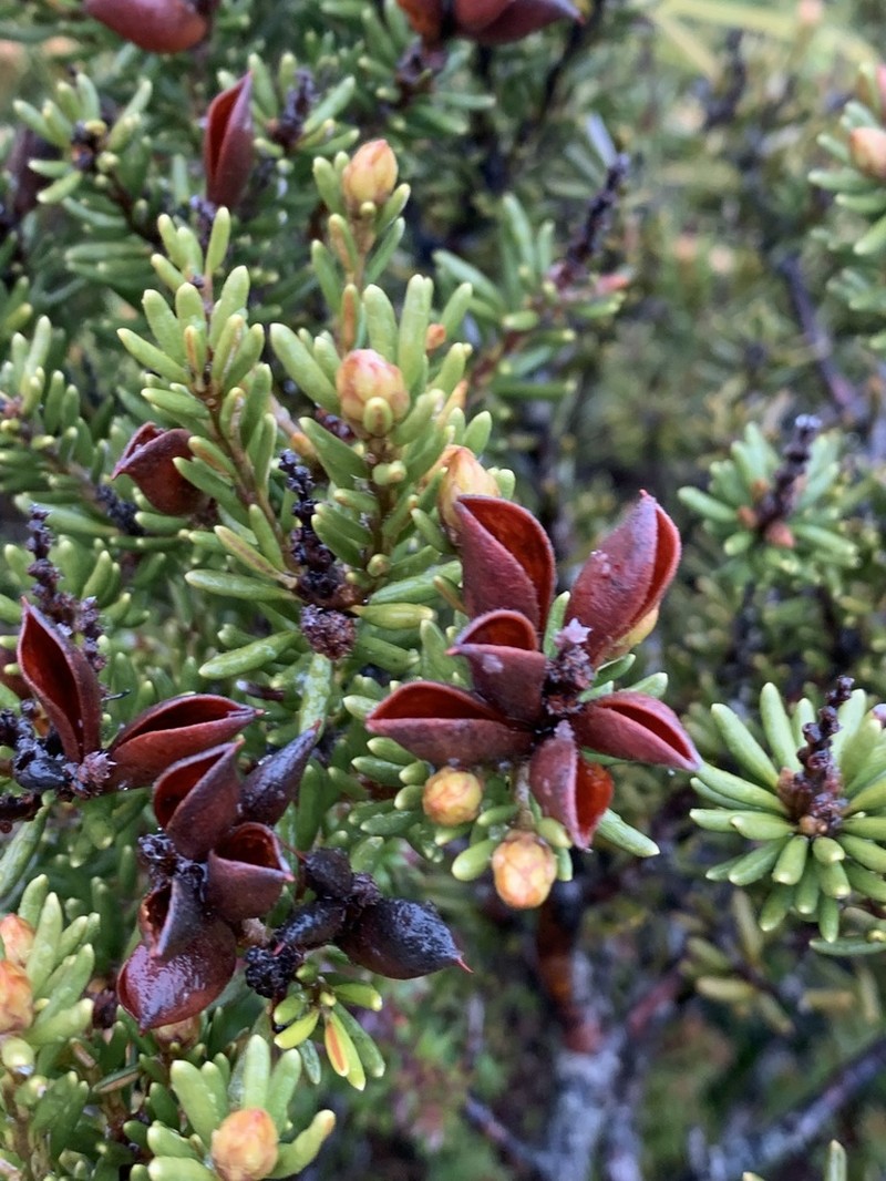 Orites revolutus photo 2