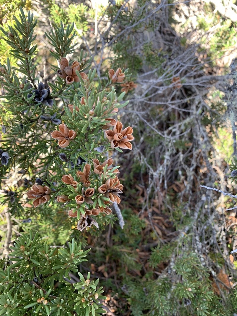 Orites revolutus photo 5