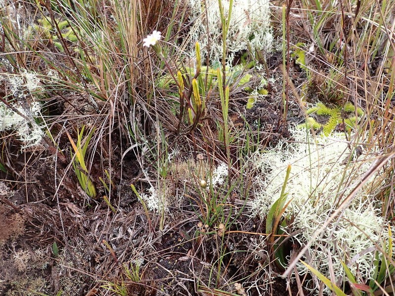 Oritrophium aciculifolium