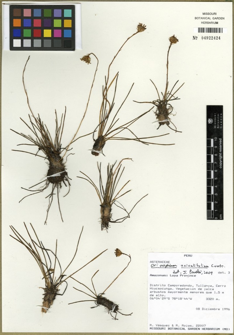 Oritrophium aciculifolium photo 2