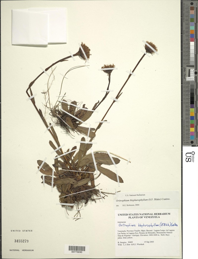 Oritrophium blepharophyllum