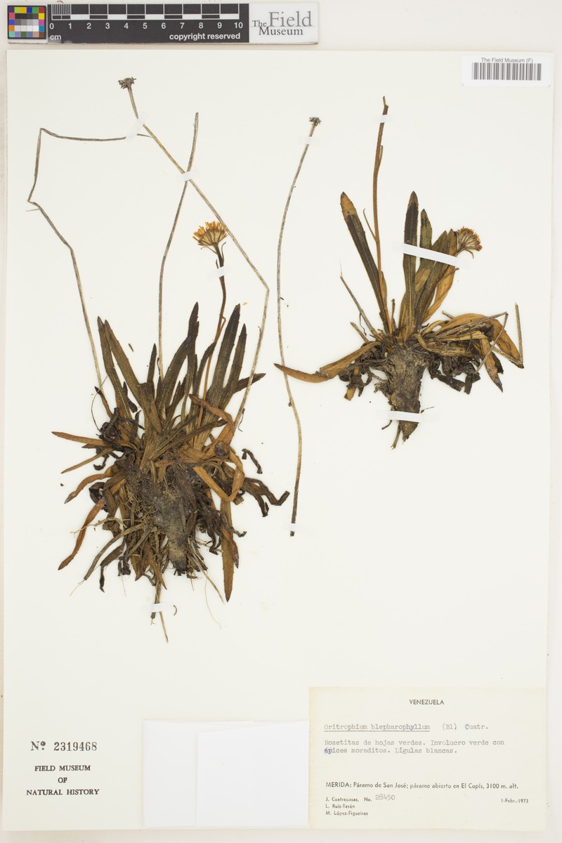 Oritrophium blepharophyllum photo 2