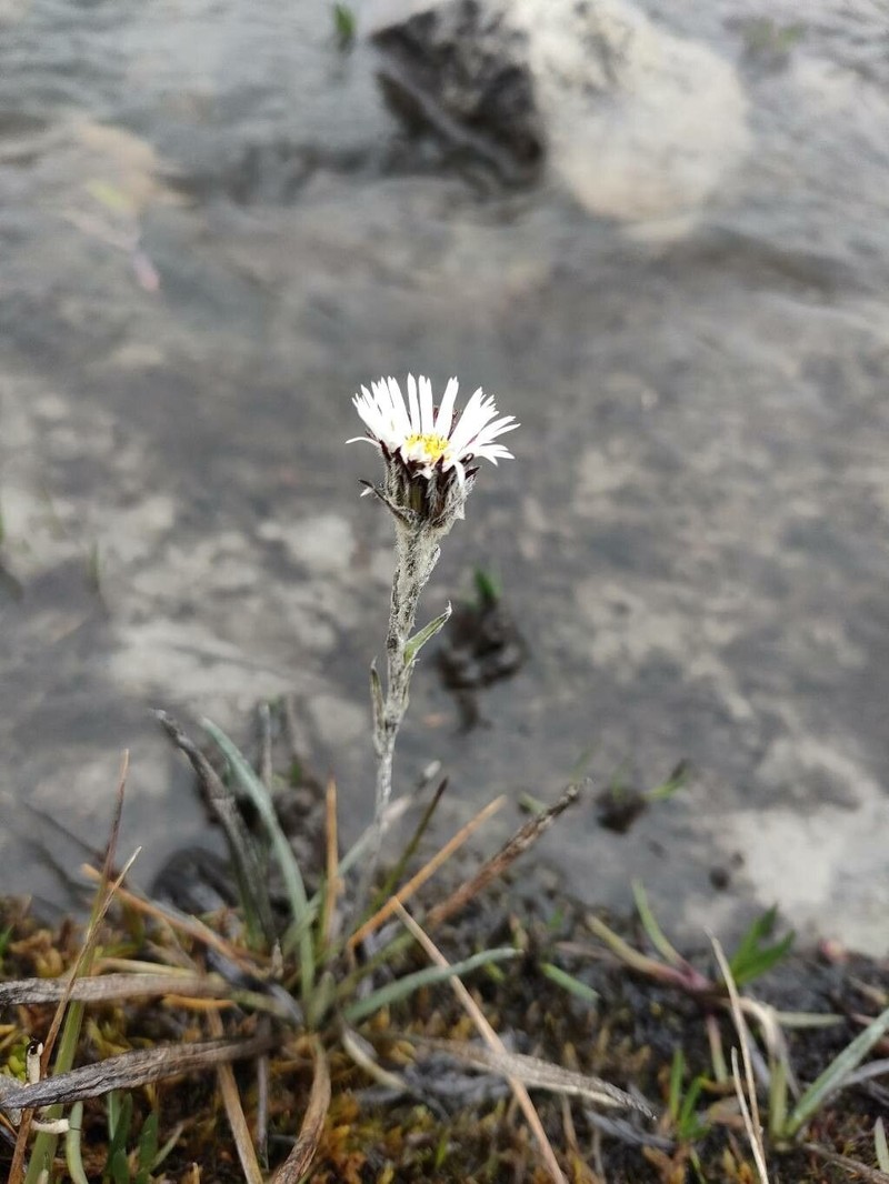 Oritrophium cocuyense