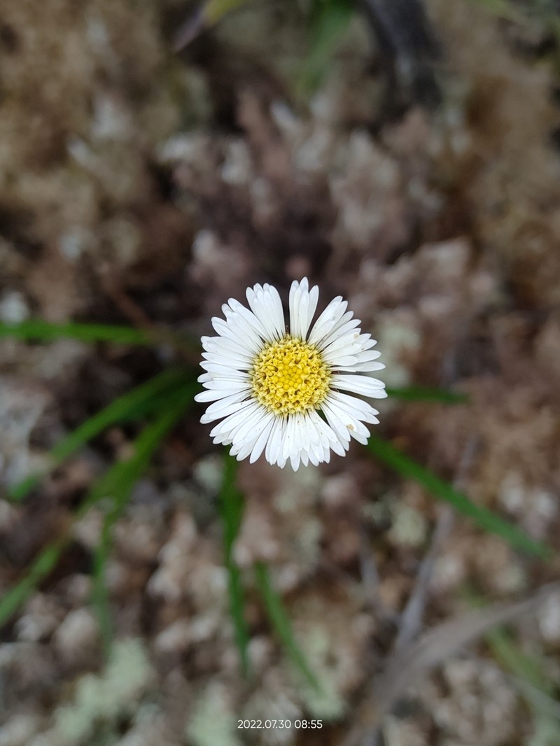 Oritrophium crocifolium