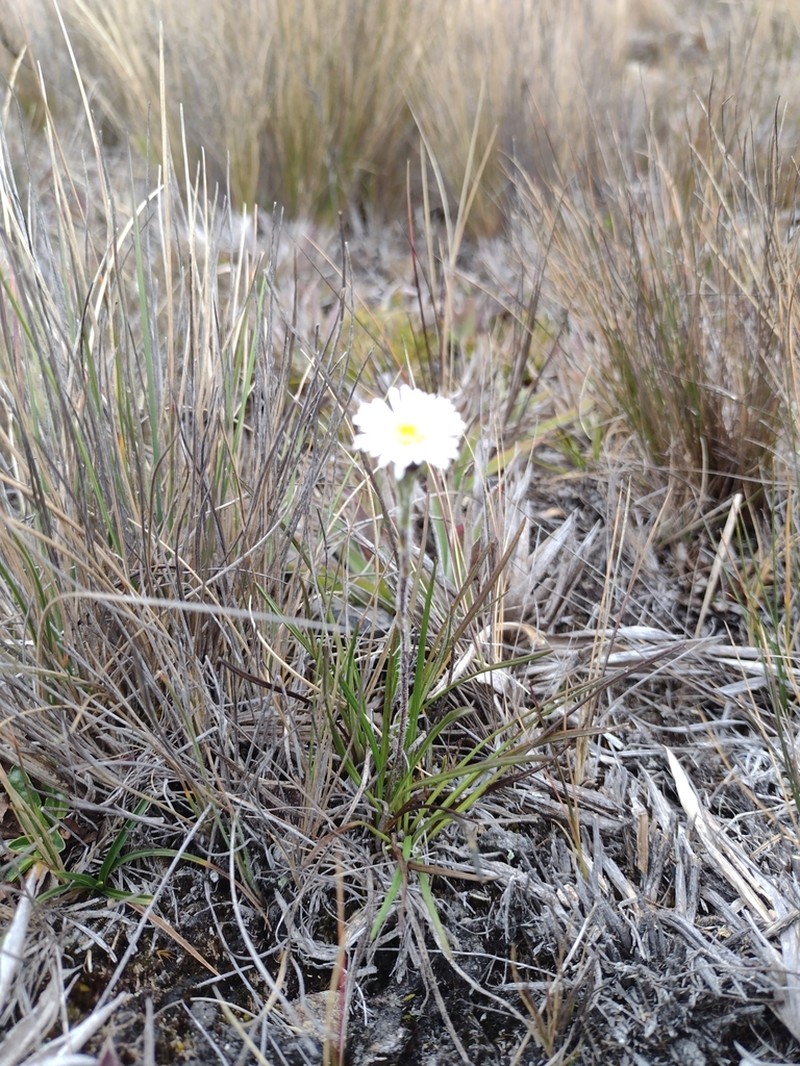 Oritrophium crocifolium photo 2