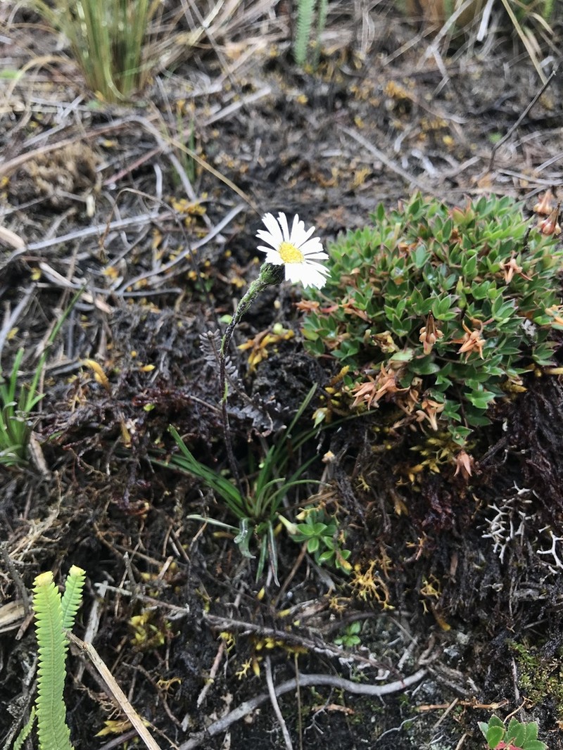 Oritrophium crocifolium photo 3